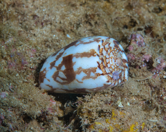 Conus striatus