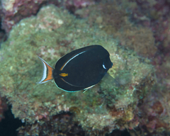 Acanthurus achilles