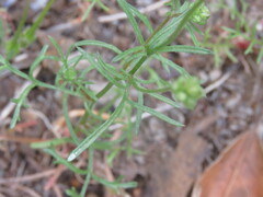 Gilia capitata