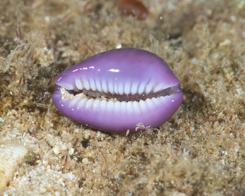 Naria poraria observed 2022-09-05