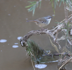 Sericornis frontalis