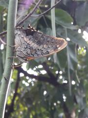 Charaxes solon
