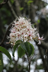 Calodendrum capense