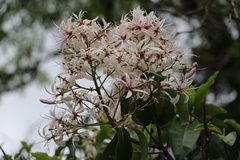 Calodendrum capense