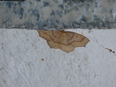 Lambdina fiscellaria