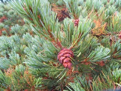Pinus pumila