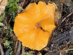 Phaeohelotium baileyanum