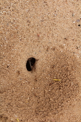Dorymyrmex bicolor