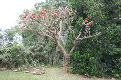 Erythrina latissima