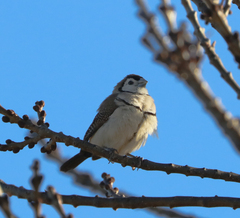 Stizoptera bichenovii