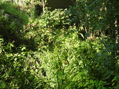 Dipsacus strigosus