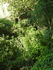Dipsacus strigosus