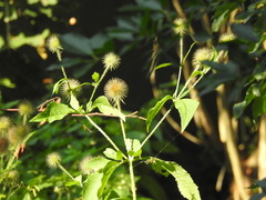 Dipsacus strigosus