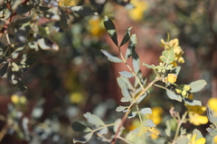 Senna artemisioides quadrifolia