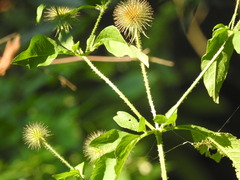 Dipsacus strigosus