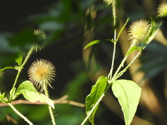 Dipsacus strigosus