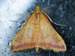 Pyrausta pseudonythesalis