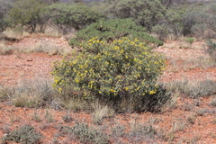 Senna artemisioides quadrifolia