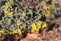 Senna artemisioides quadrifolia