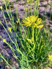 Glischrocaryon behrii