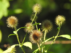 Dipsacus strigosus
