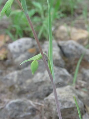 Calochortus albus
