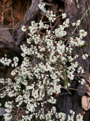 Thryptomene