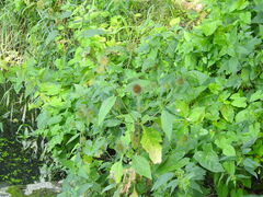 Dipsacus strigosus