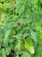 Dipsacus strigosus