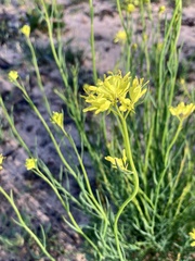 Glischrocaryon behrii