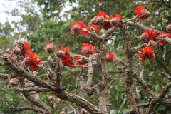Erythrina latissima