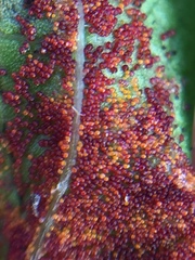 Synchytrium australe