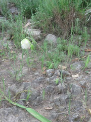Calochortus albus