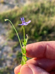 Lobelia quadrangularis