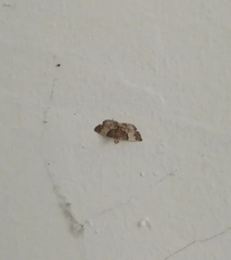 Pyralis pictalis