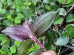 Belosynapsis ciliata