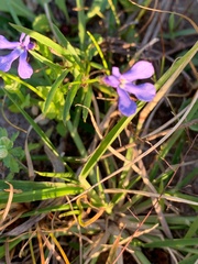 Lobelia quadrangularis
