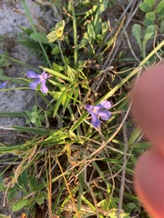 Lobelia quadrangularis