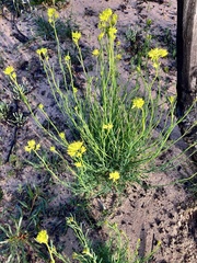 Glischrocaryon behrii