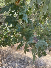 Quercus lobata