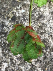 Synchytrium australe