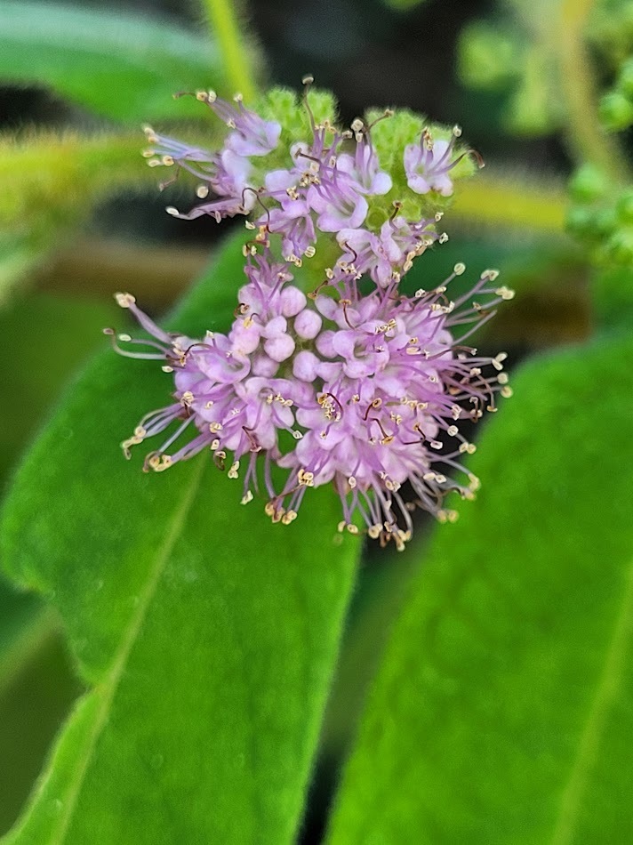 Narrowleaf Beautyberry