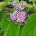 Callicarpa pilosissima - Photo (c) 郭伯川, algunos derechos reservados (CC BY-NC), subido por 郭伯川