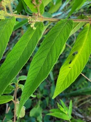 Callicarpa pilosissima