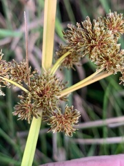 Cyperus difformis