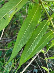 Callicarpa pilosissima