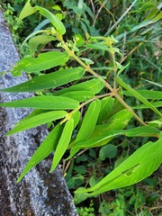 Callicarpa pilosissima