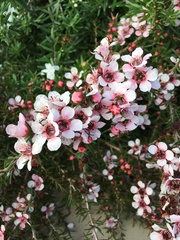 Leptospermum scoparium