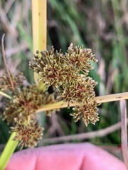 Cyperus difformis