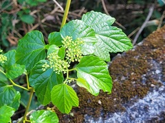 Ampelopsis glandulosa hancei